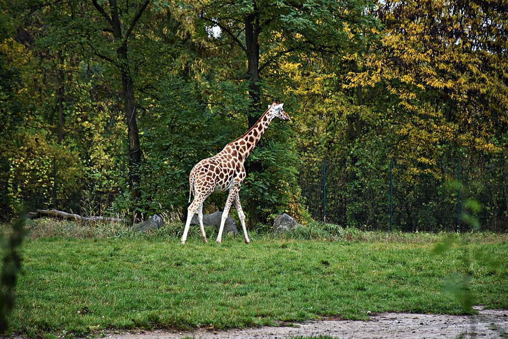 Rothschild's giraffe