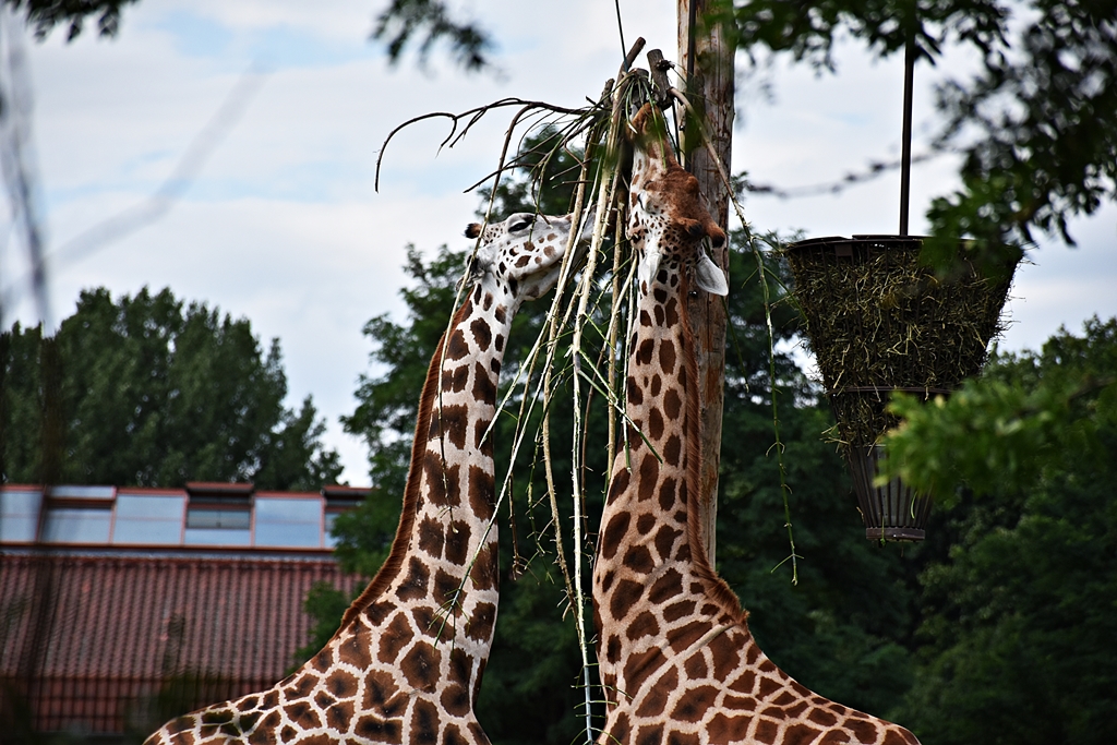 Rothschild's giraffe