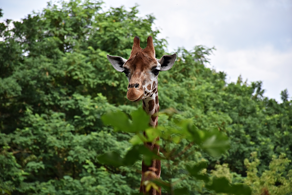 Rothschild's giraffe