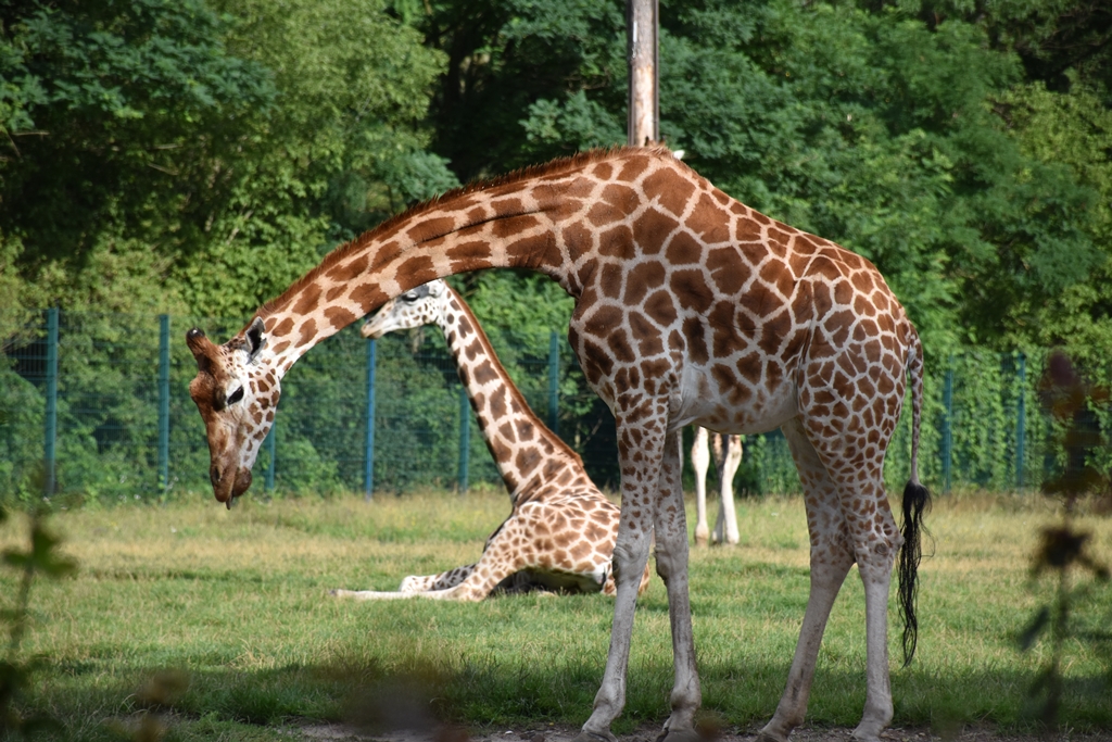 Rothschild's giraffe