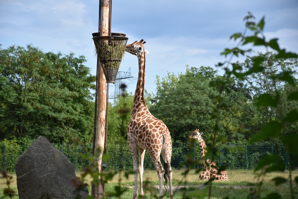 Rothschild's giraffe