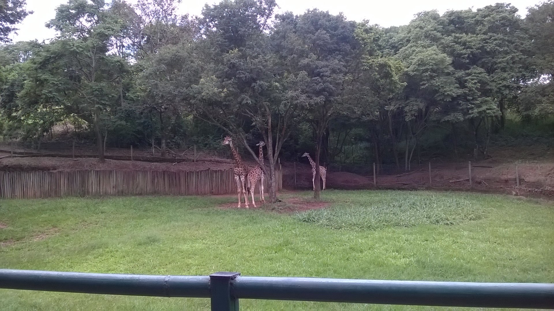 Rothschild's giraffe