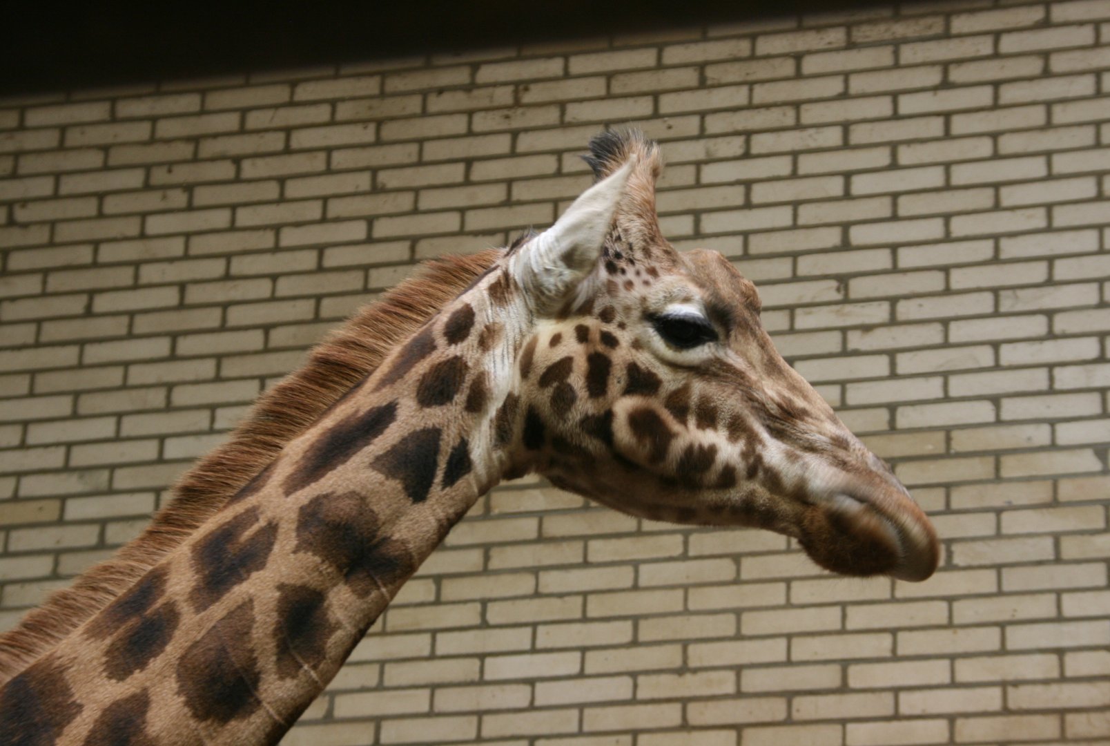 Rothschild's giraffe