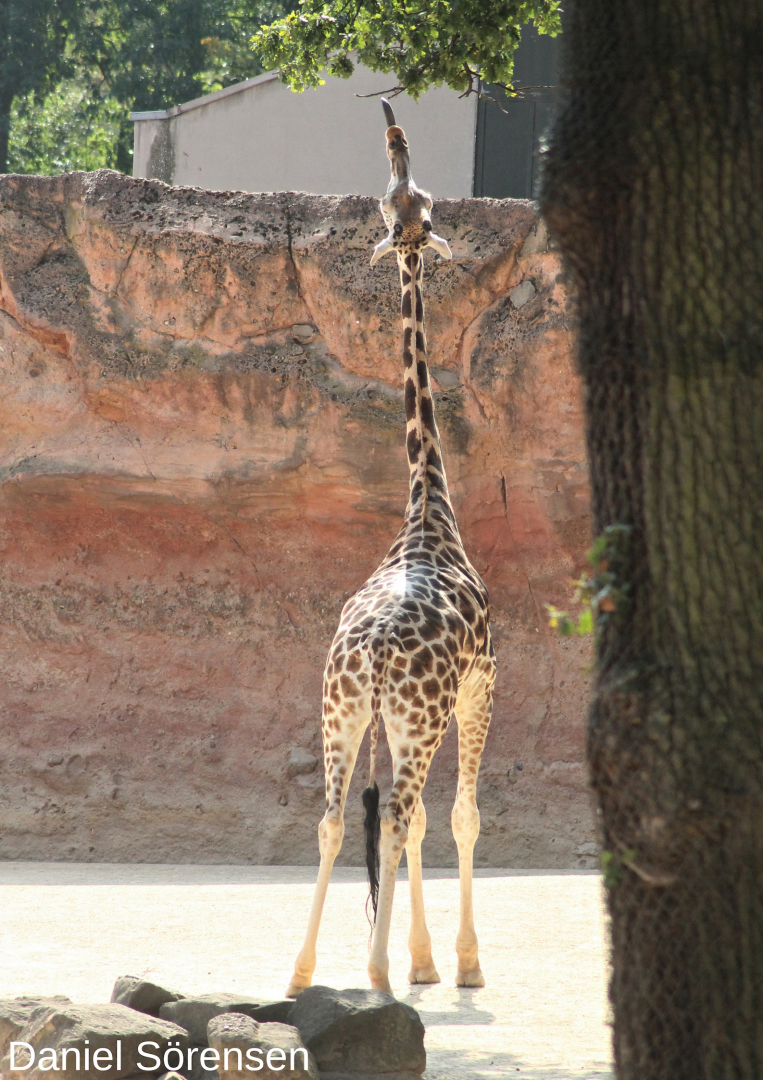 Rothschild's giraffe