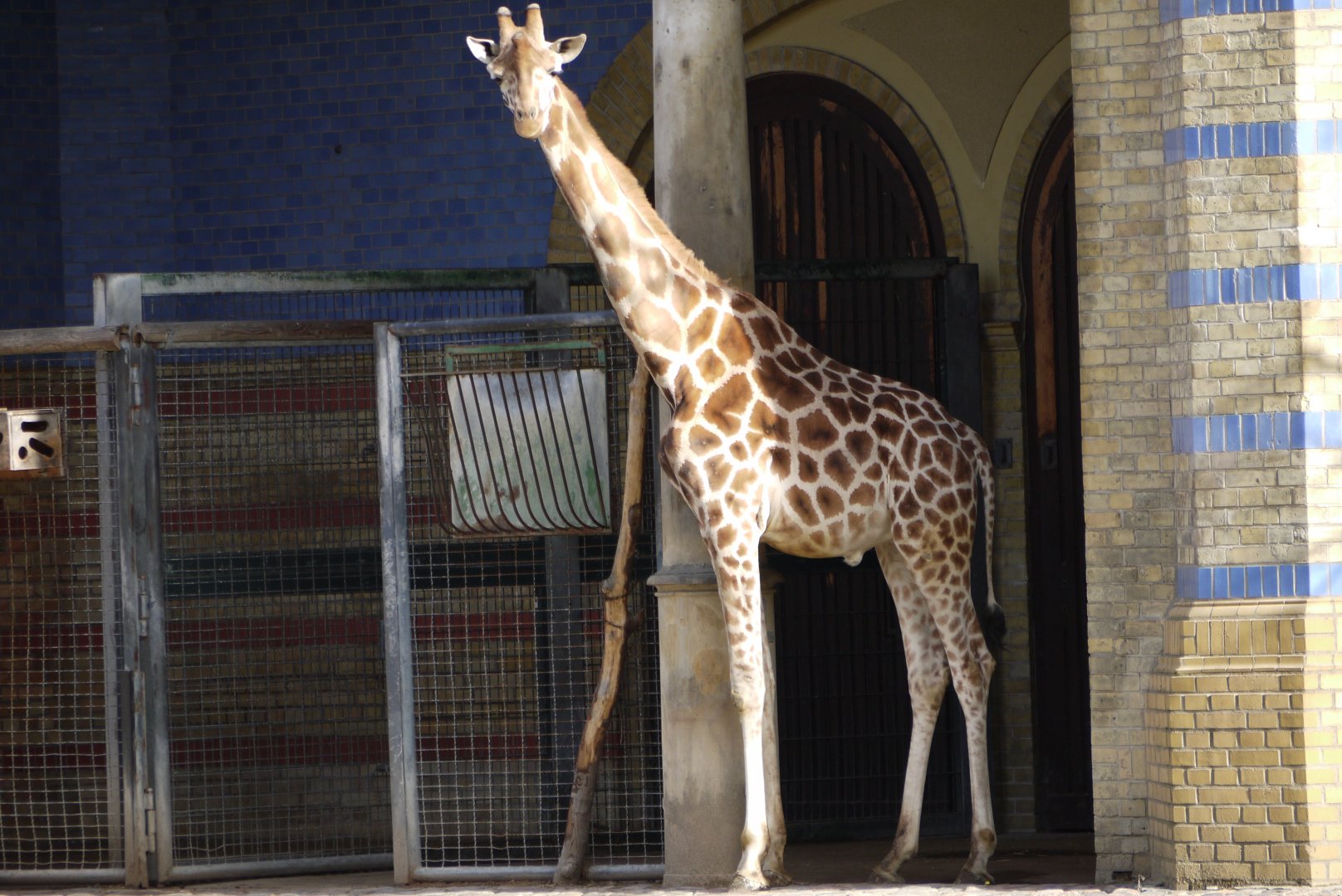 Rothschild's Giraffe