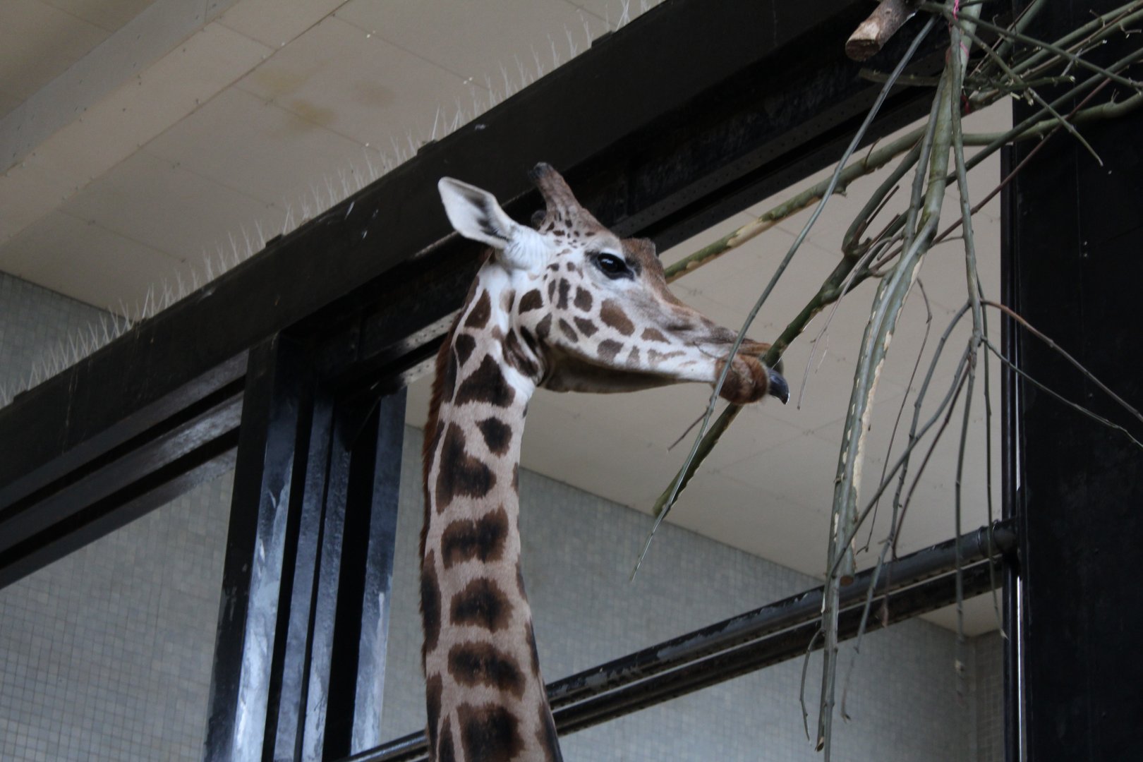 Rothschild's Giraffe