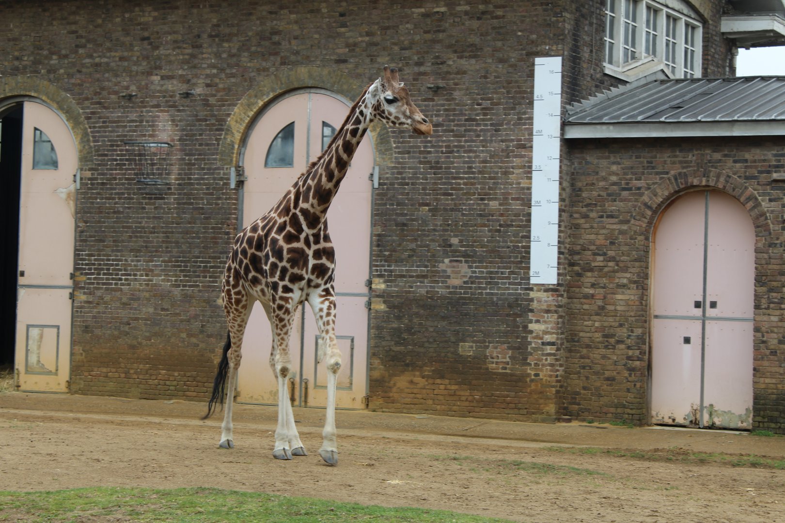 Rothschild's Giraffe