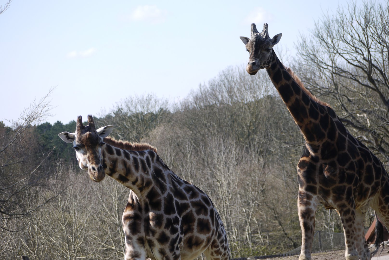 Rothschild's Giraffe