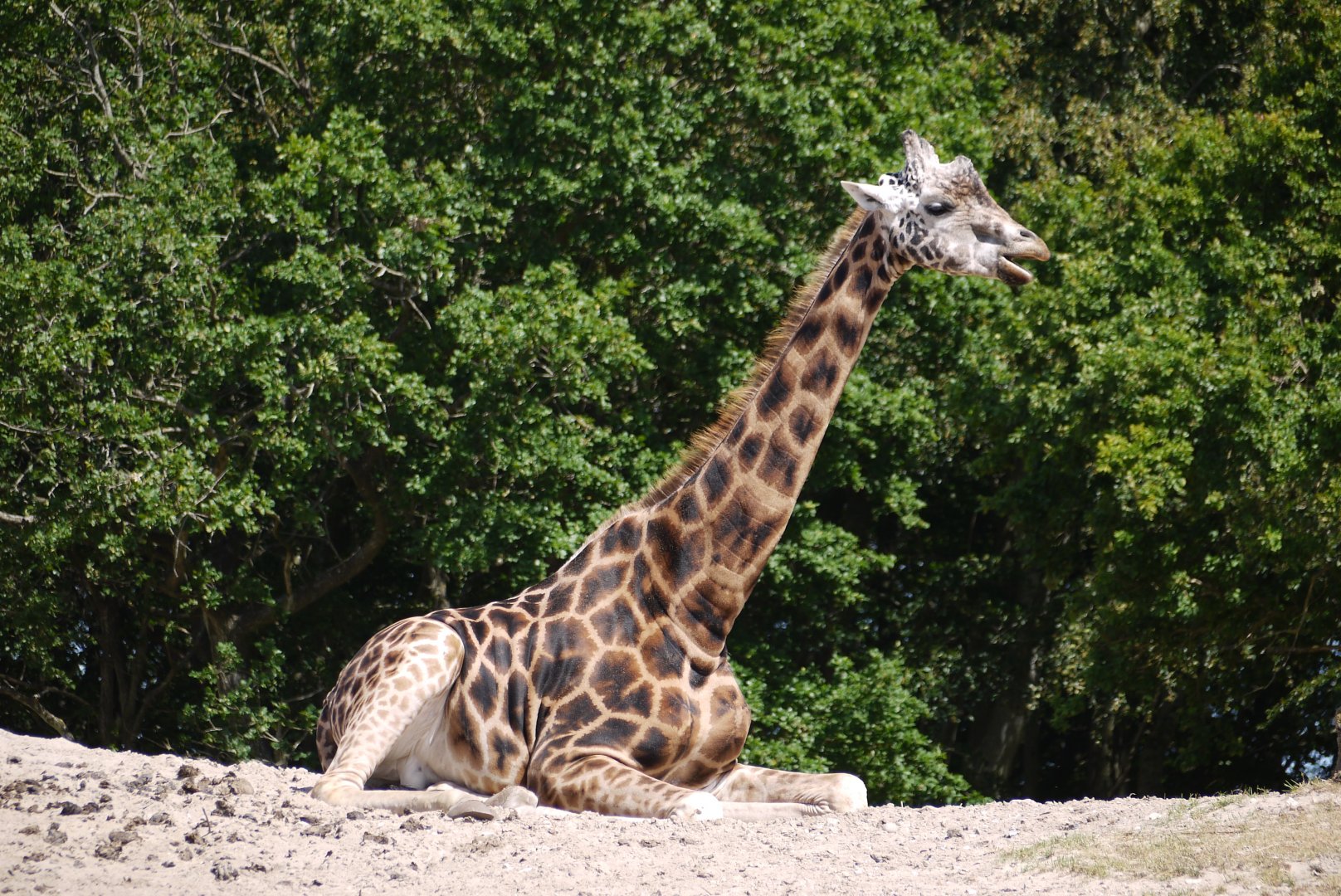 Rothschild's Giraffe