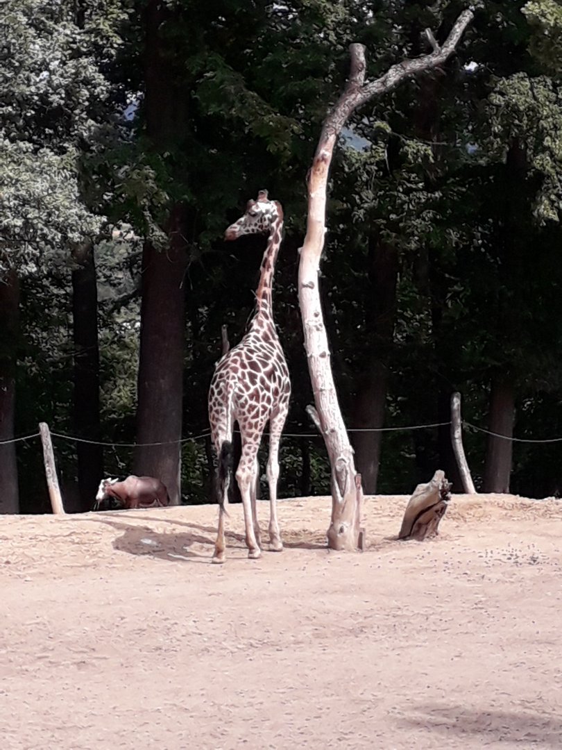 Rothschild's giraffe