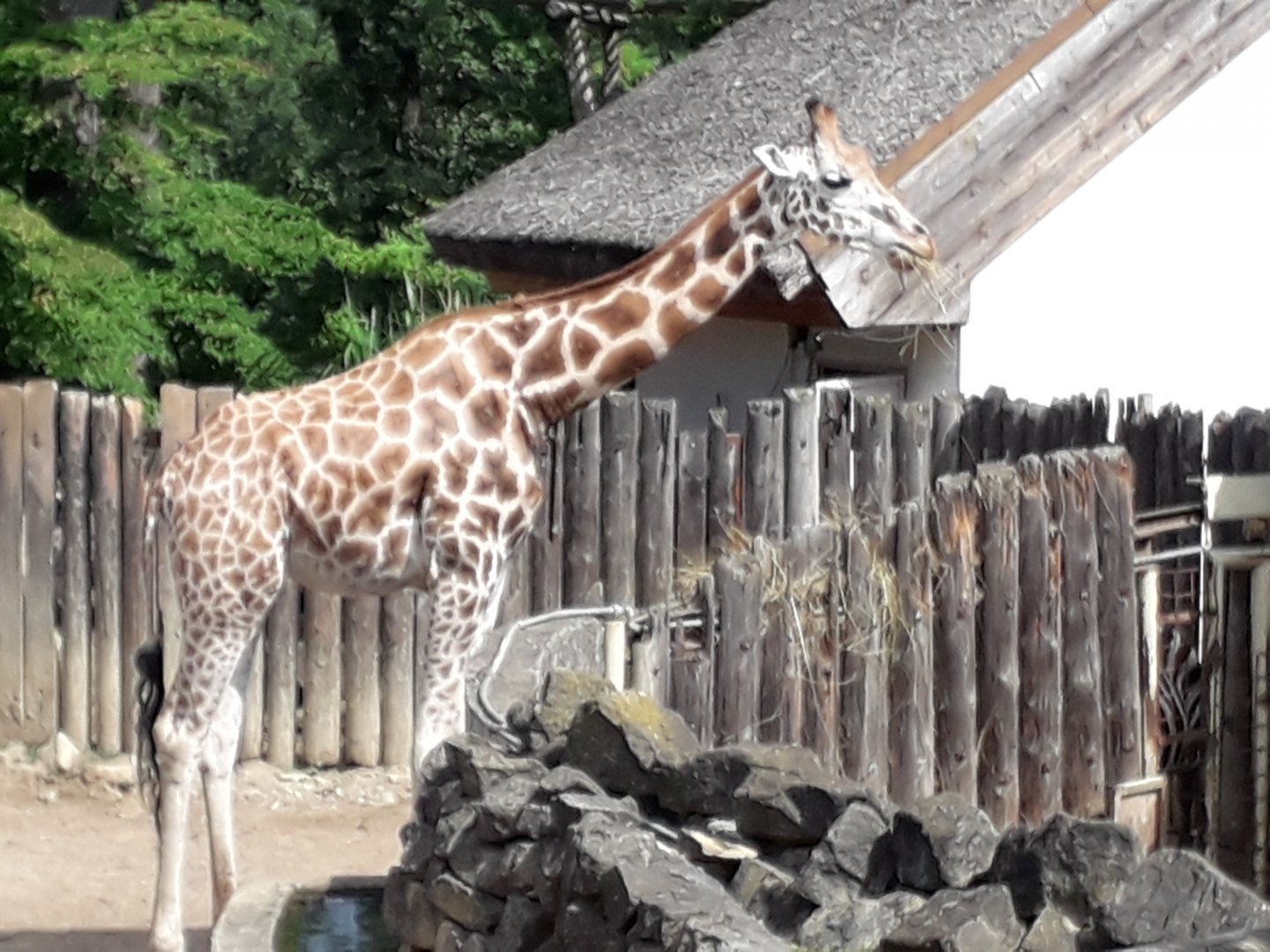 Rothschild's giraffe