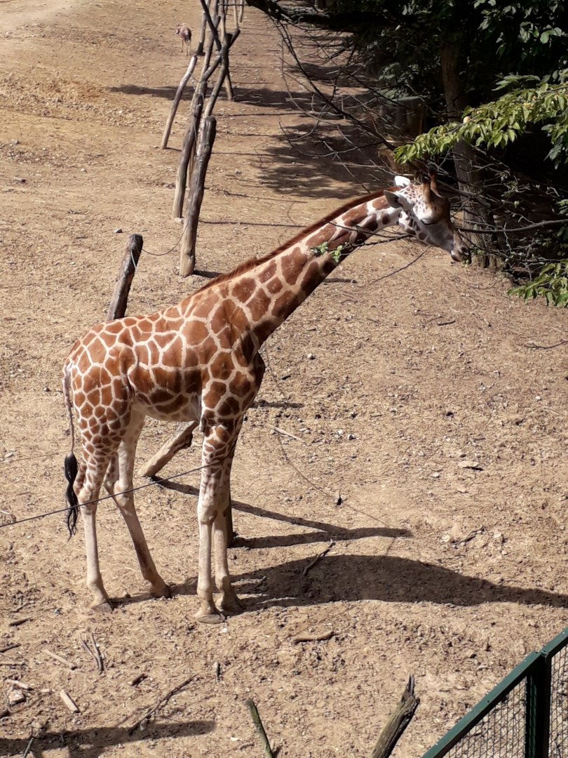 Rothschild's giraffe
