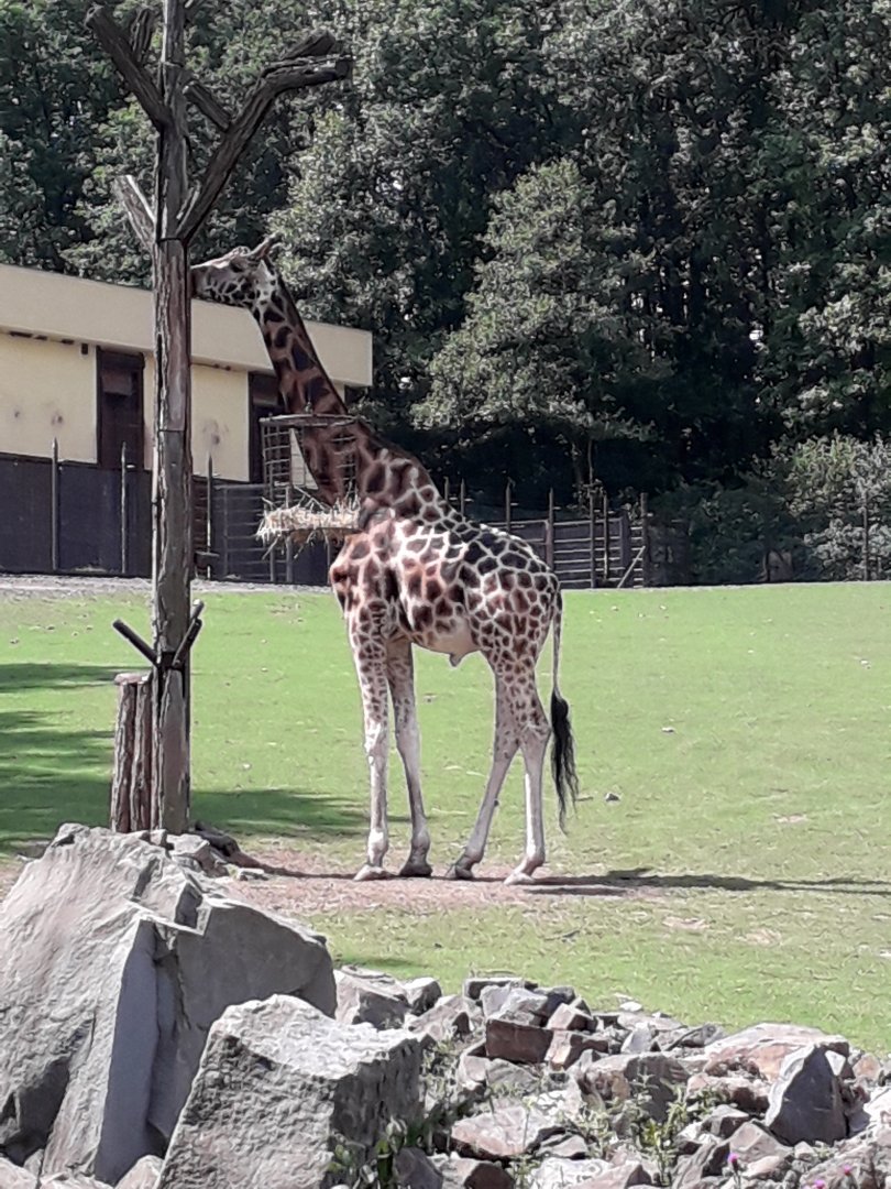 Rothschild's giraffe