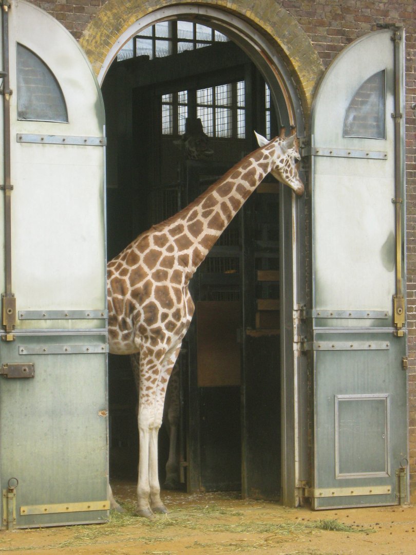 Rothschild's Giraffe