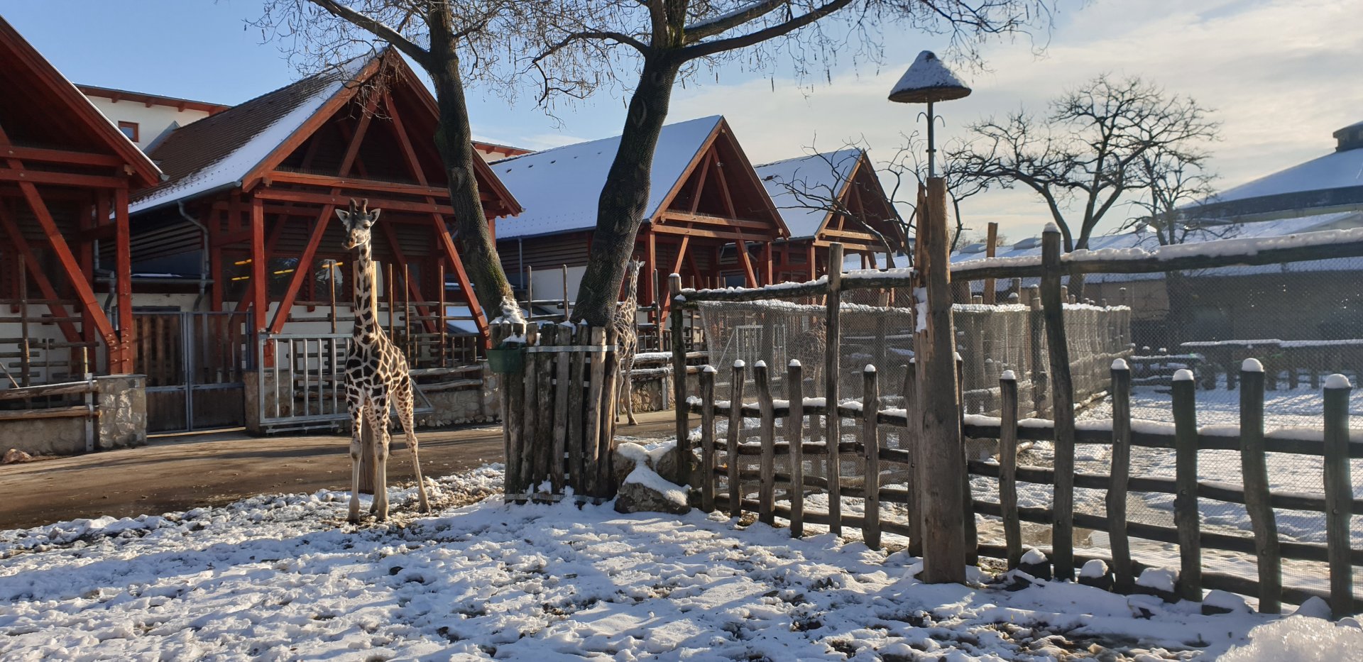 Rothschild's giraffe