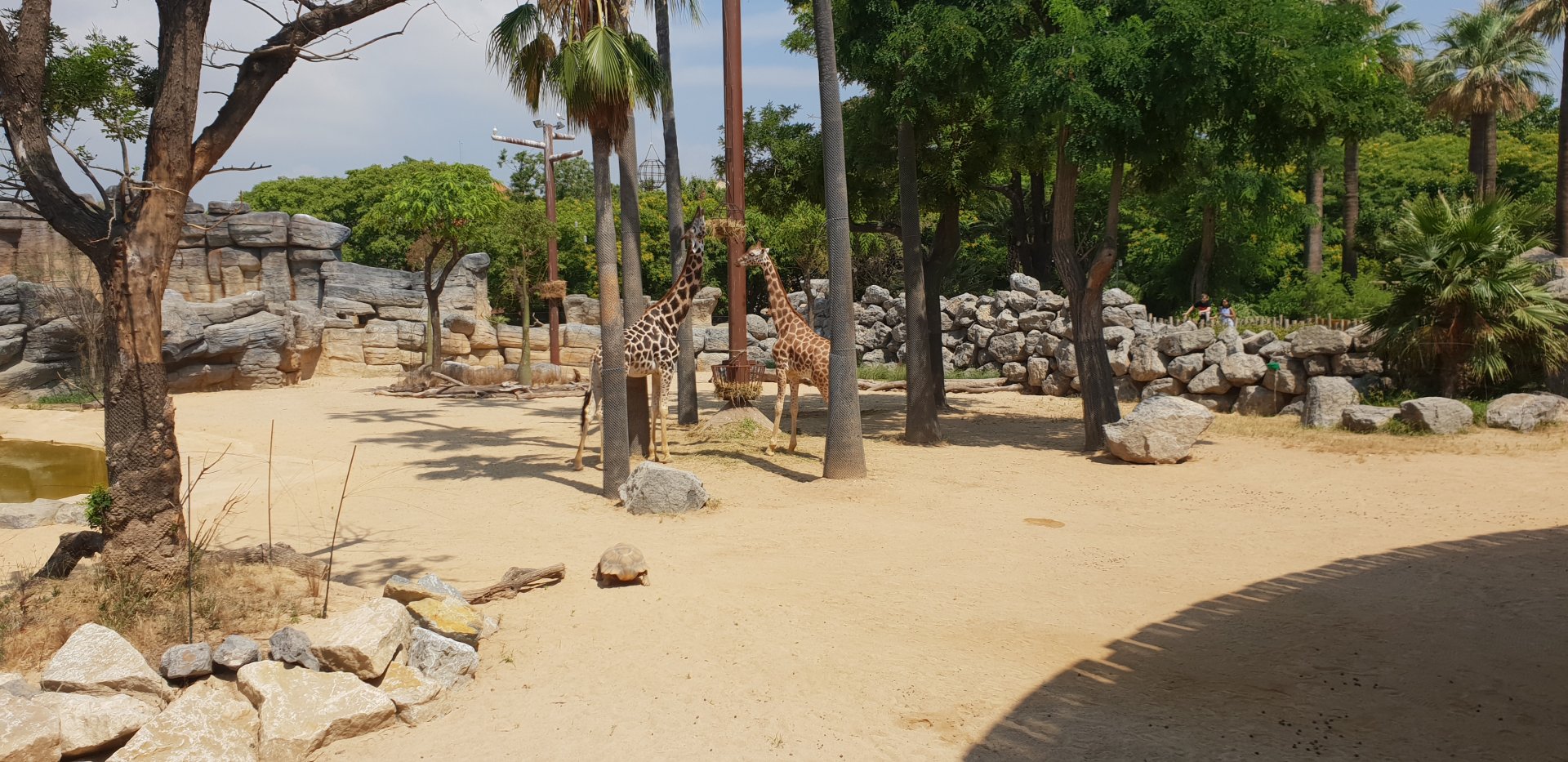 Rothschild's giraffe