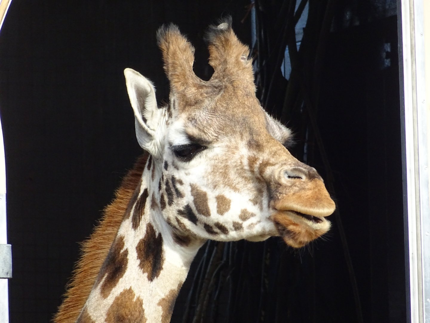 Rothschild's Giraffe