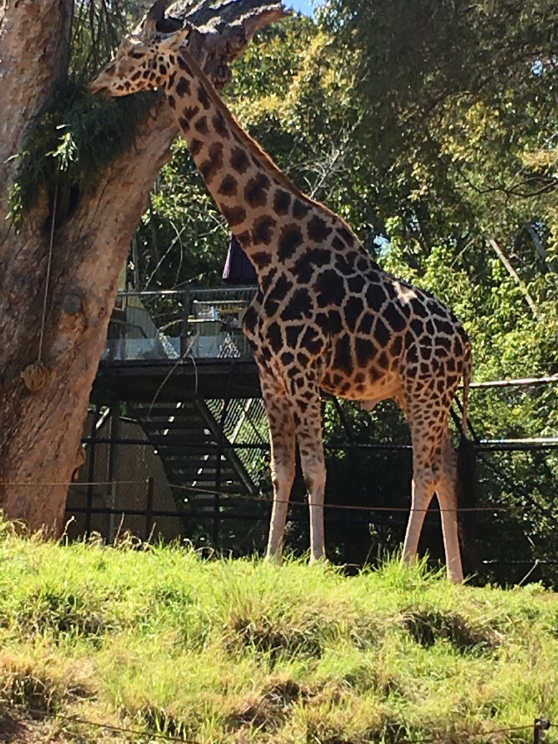 Rothschild’s Giraffe