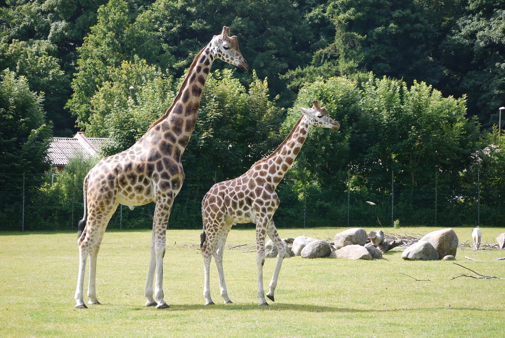 Rothschild's Giraffe