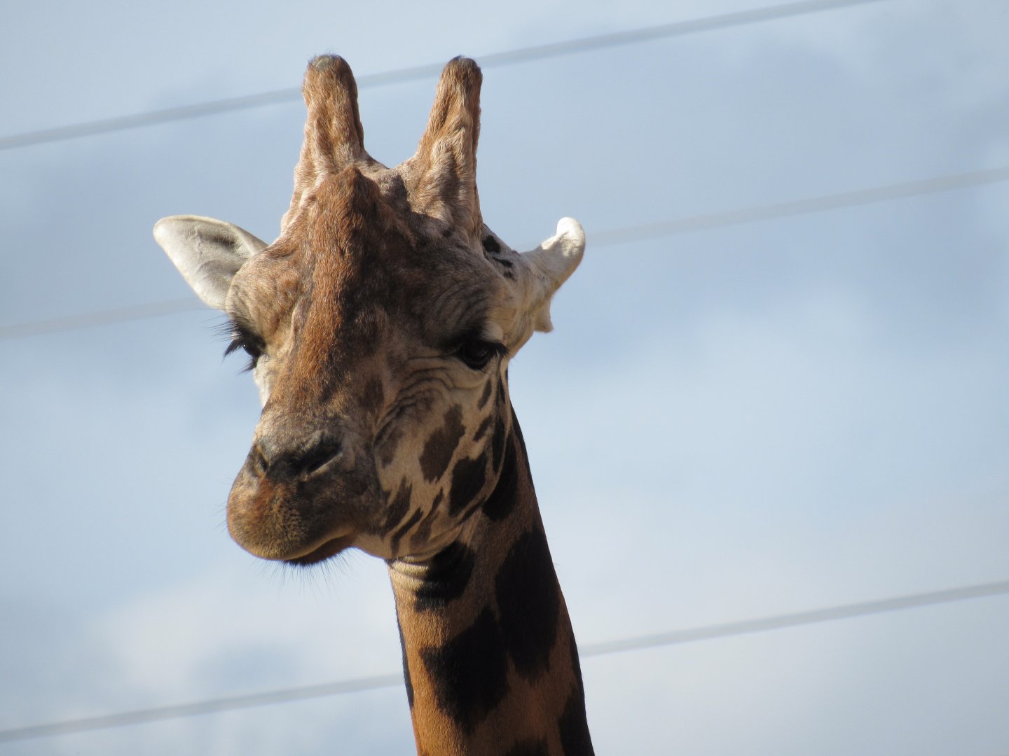 Rothschild’s Giraffe