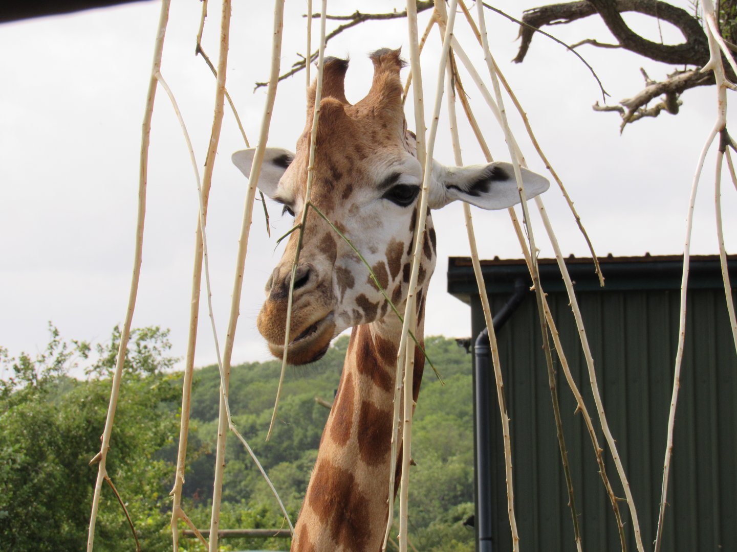 Rothschild’s Giraffe