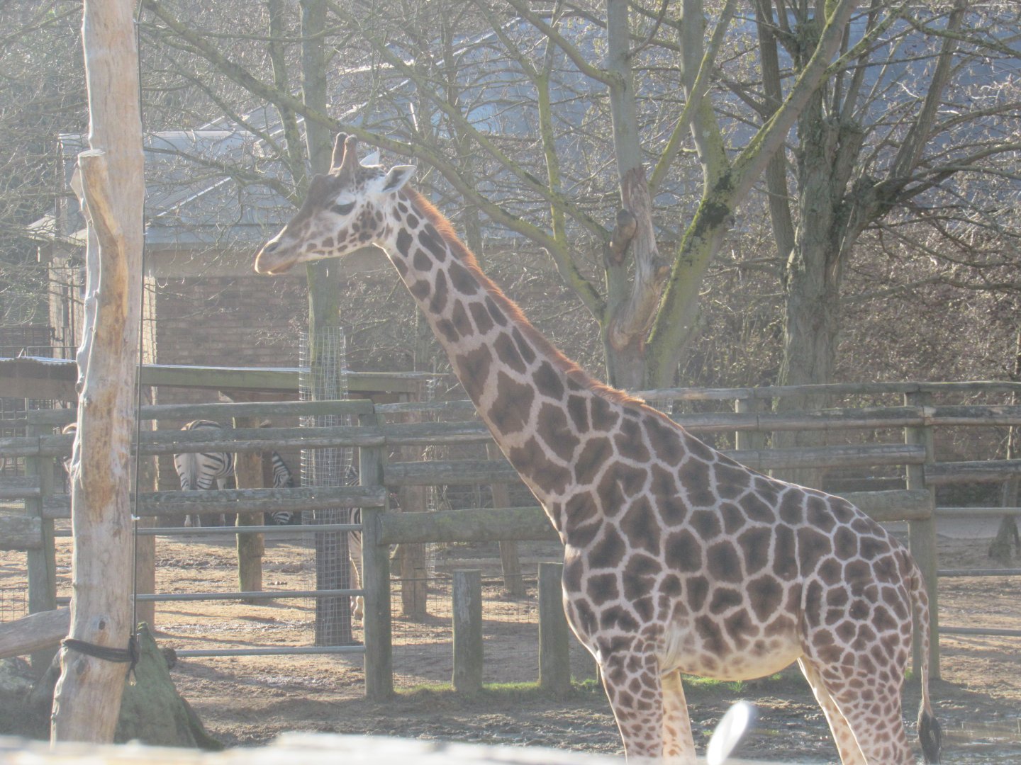 Rothschild’s Giraffe