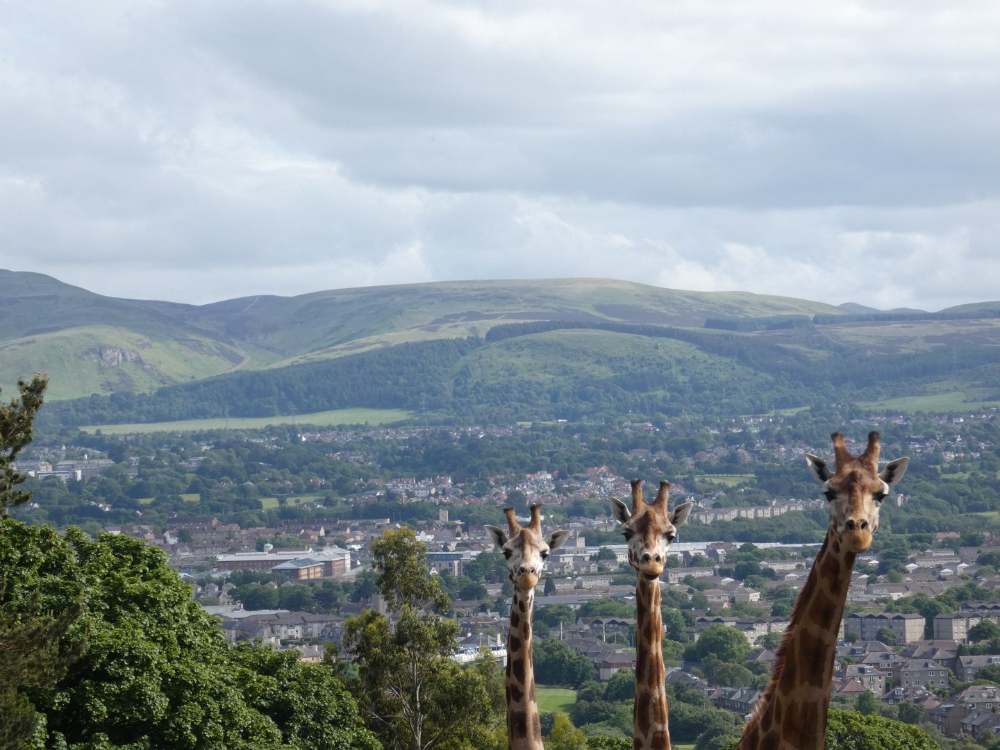 Rothschild's giraffe