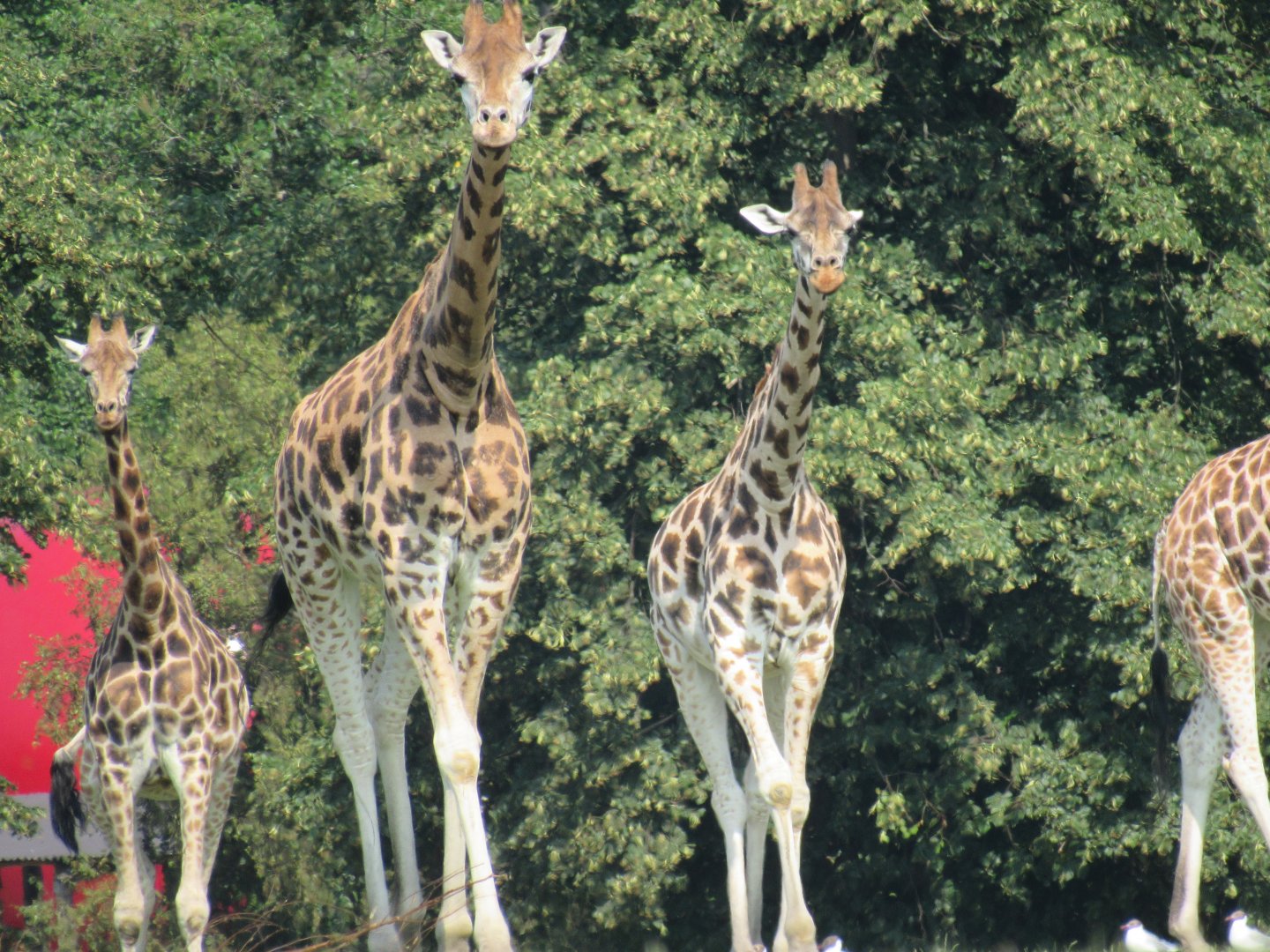 Rothschild’s Giraffe