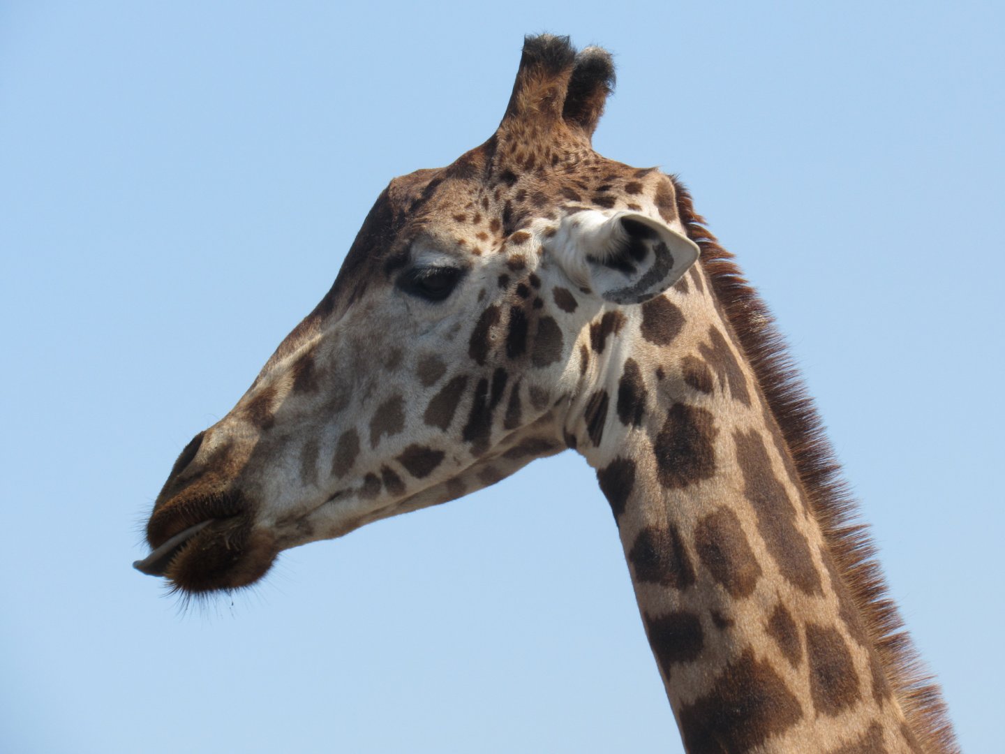 Rothschild’s Giraffe