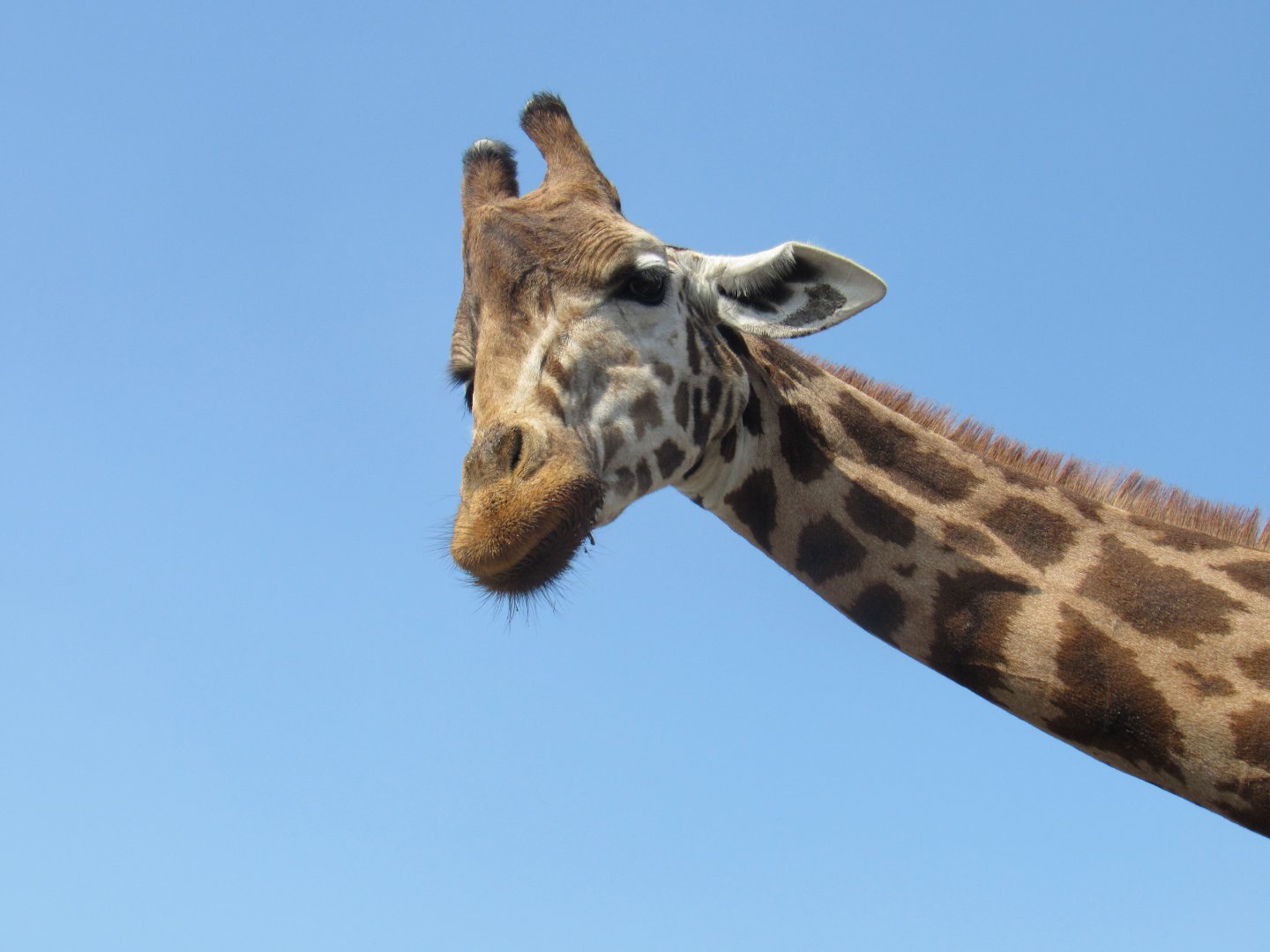 Rothschild’s Giraffe