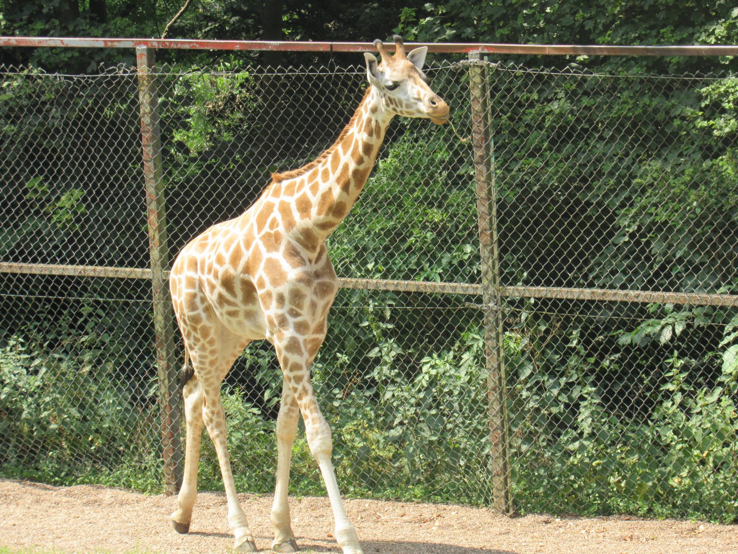 Rothschild’s Giraffe