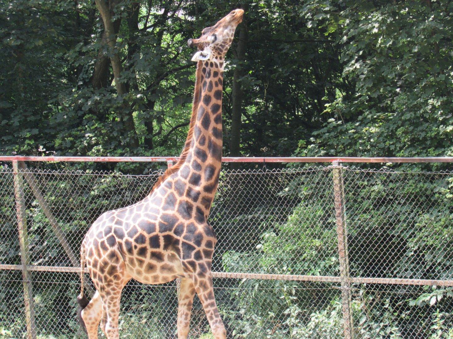 Rothschild’s Giraffe