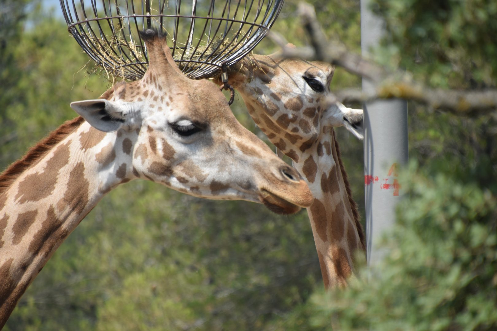 Rothschild's giraffe