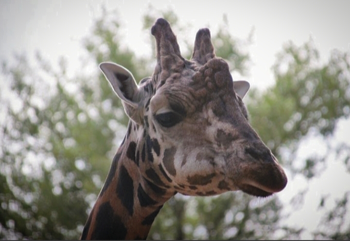 Rothschild's Giraffe