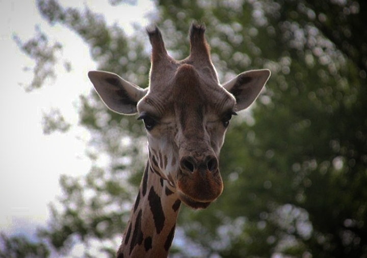 Rothschild's Giraffe