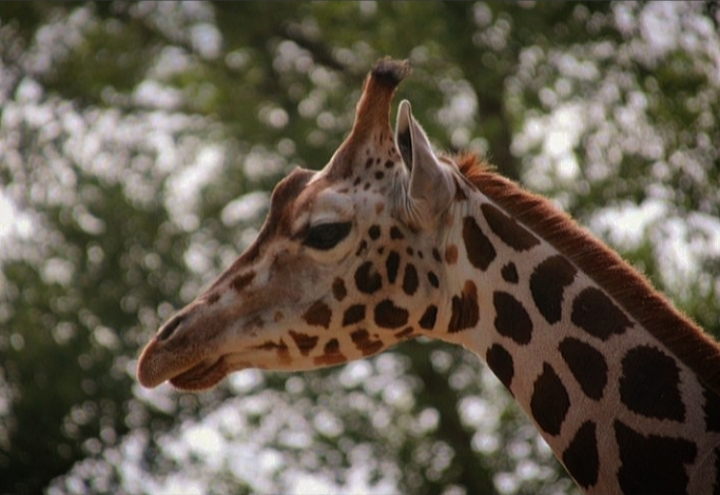 Rothschild's Giraffe