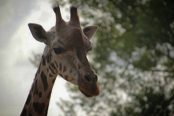 Rothschild's Giraffe