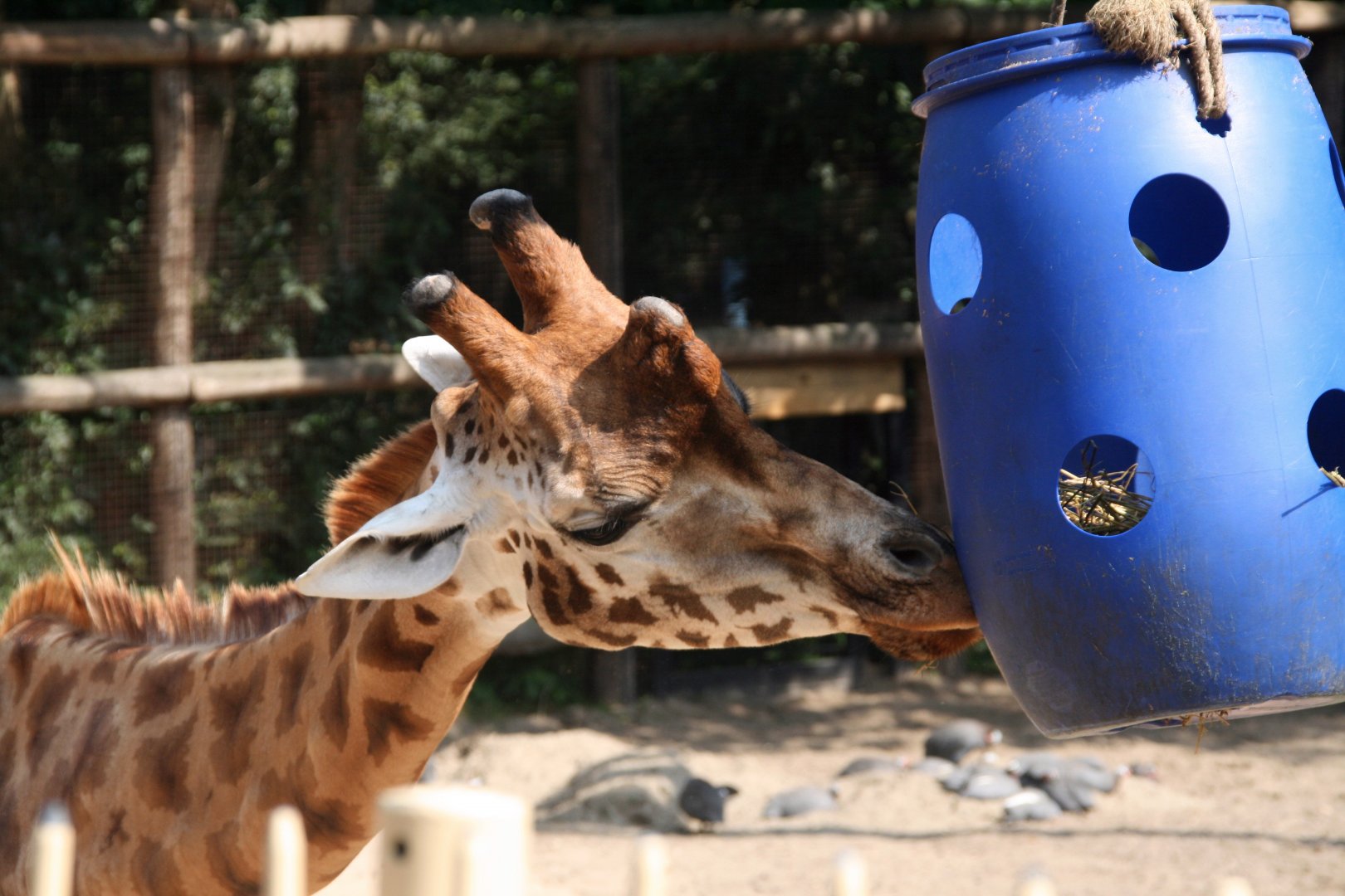 Rothschild's giraffe