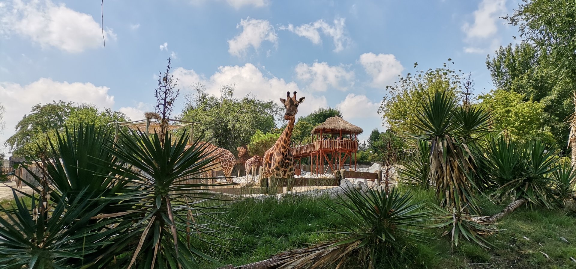 Rothschild's Giraffe