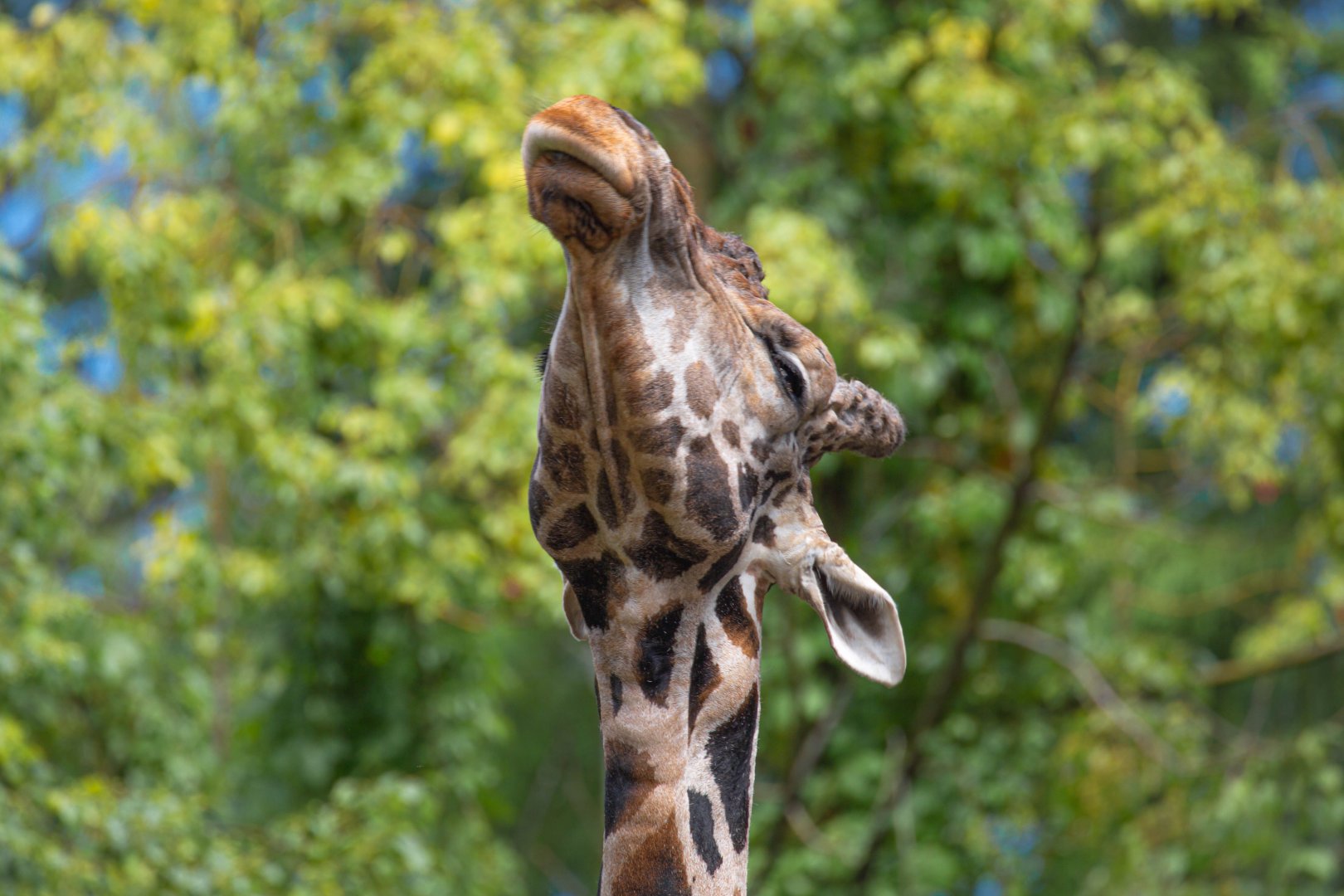 Rothschild's Giraffe