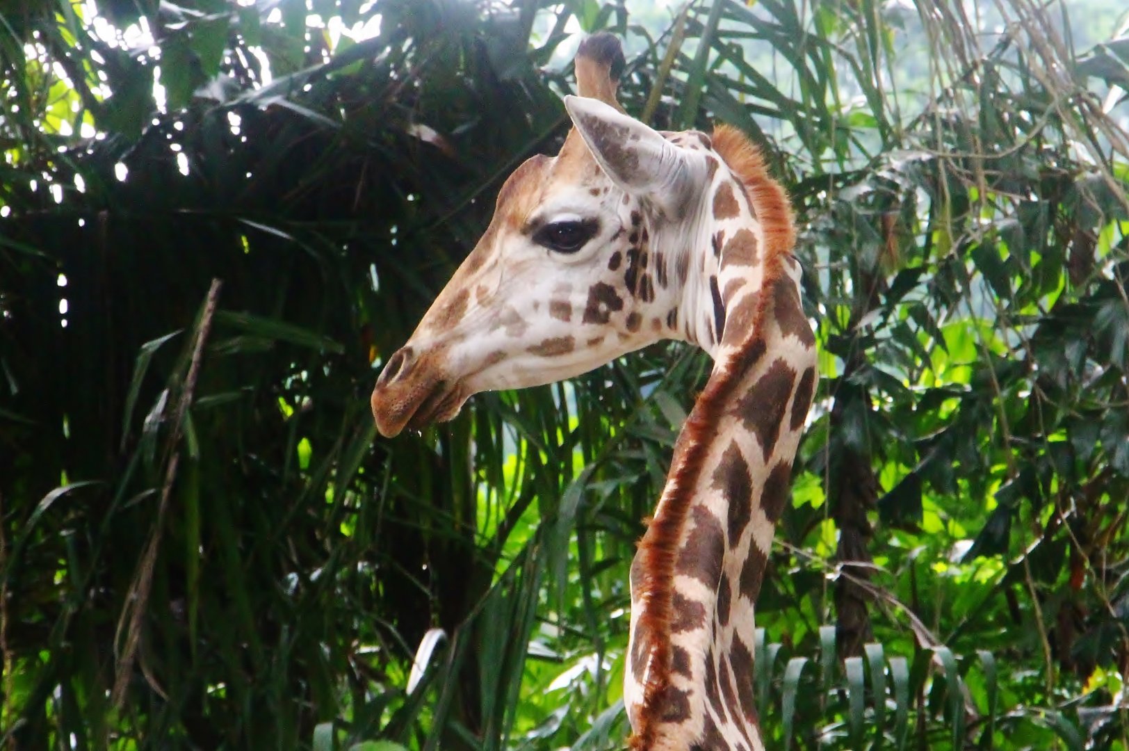 Rothschild's Giraffe