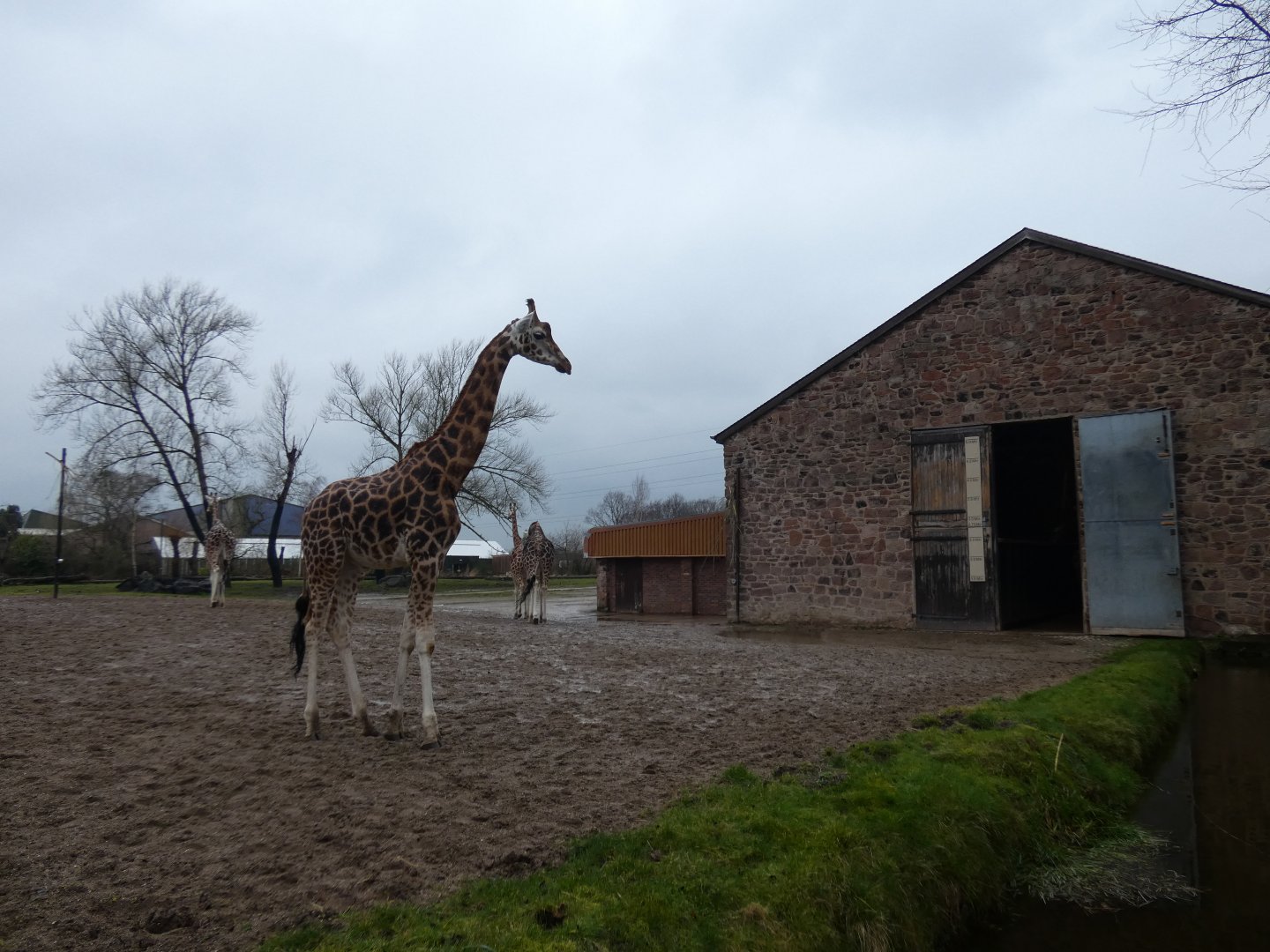 Rothschild's giraffe