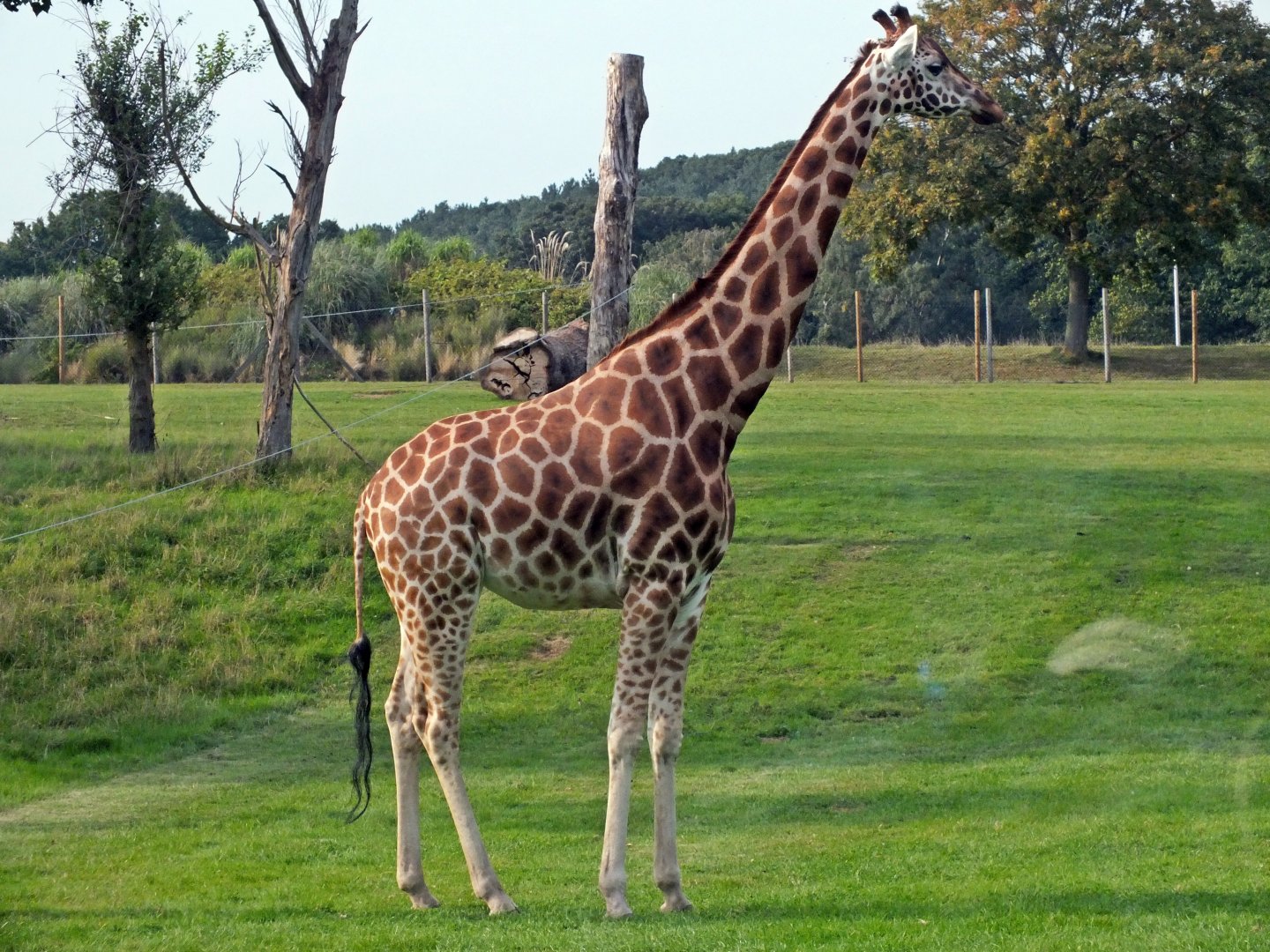 Rothschild's giraffe