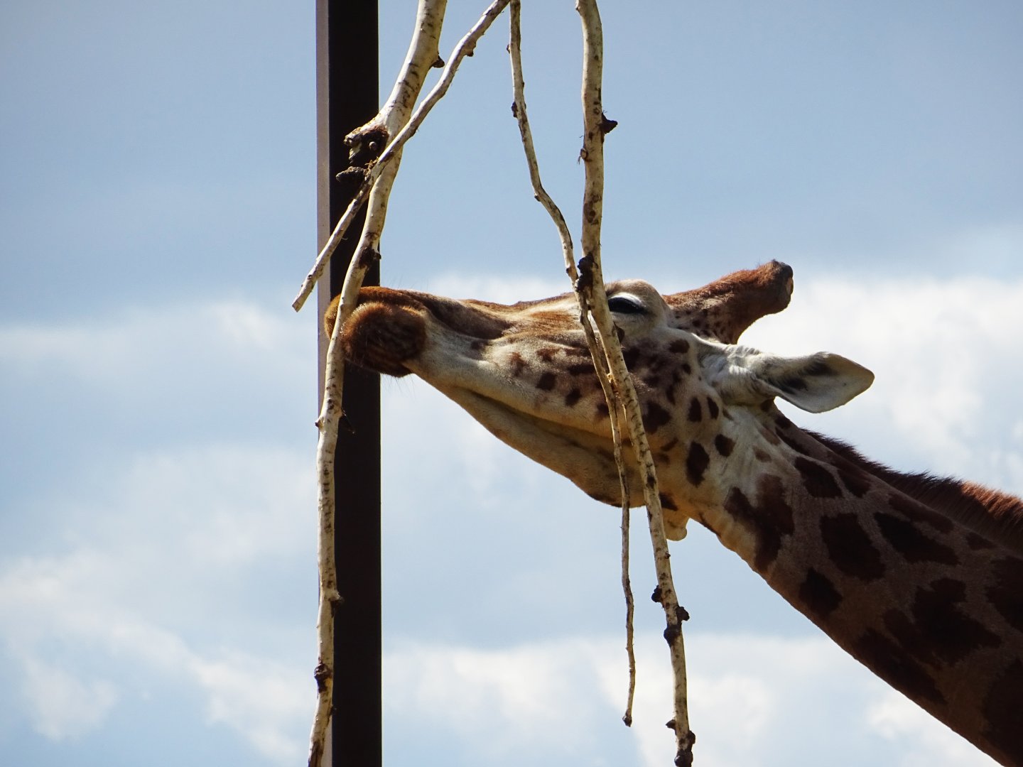 Rothschild's Giraffe