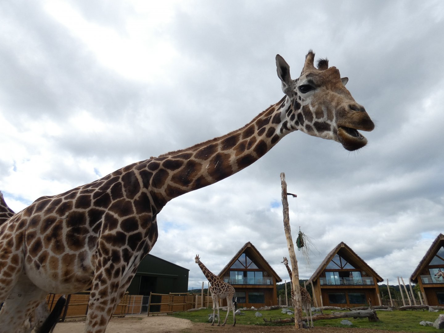 Rothschild's giraffe