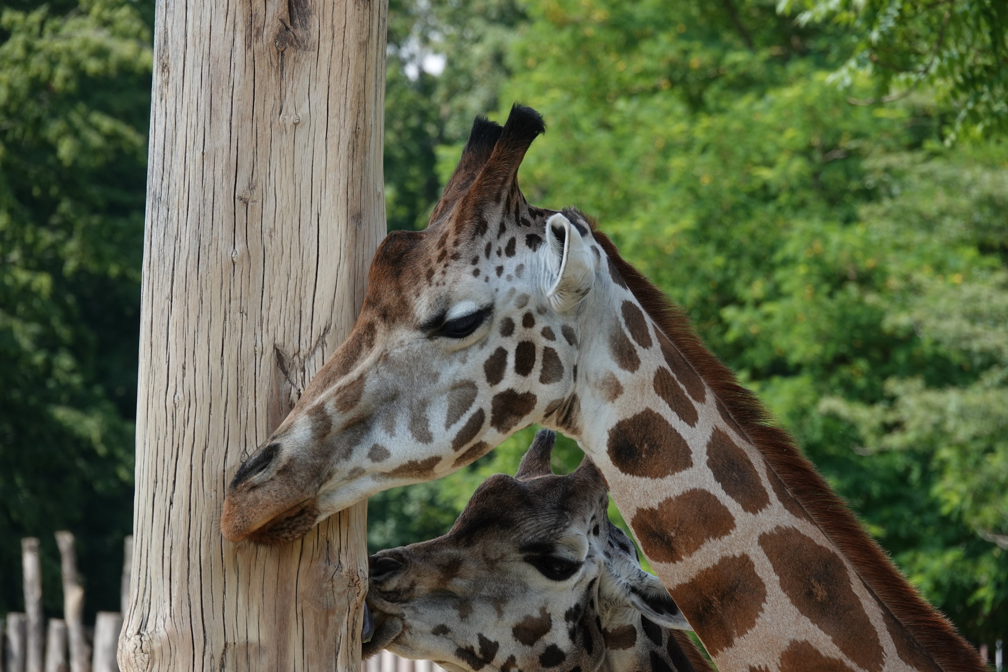 Rothschild's giraffe