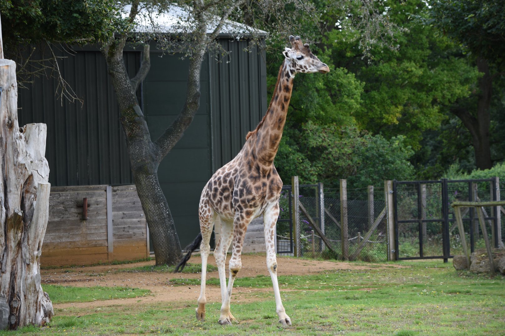 Rothschild's giraffe