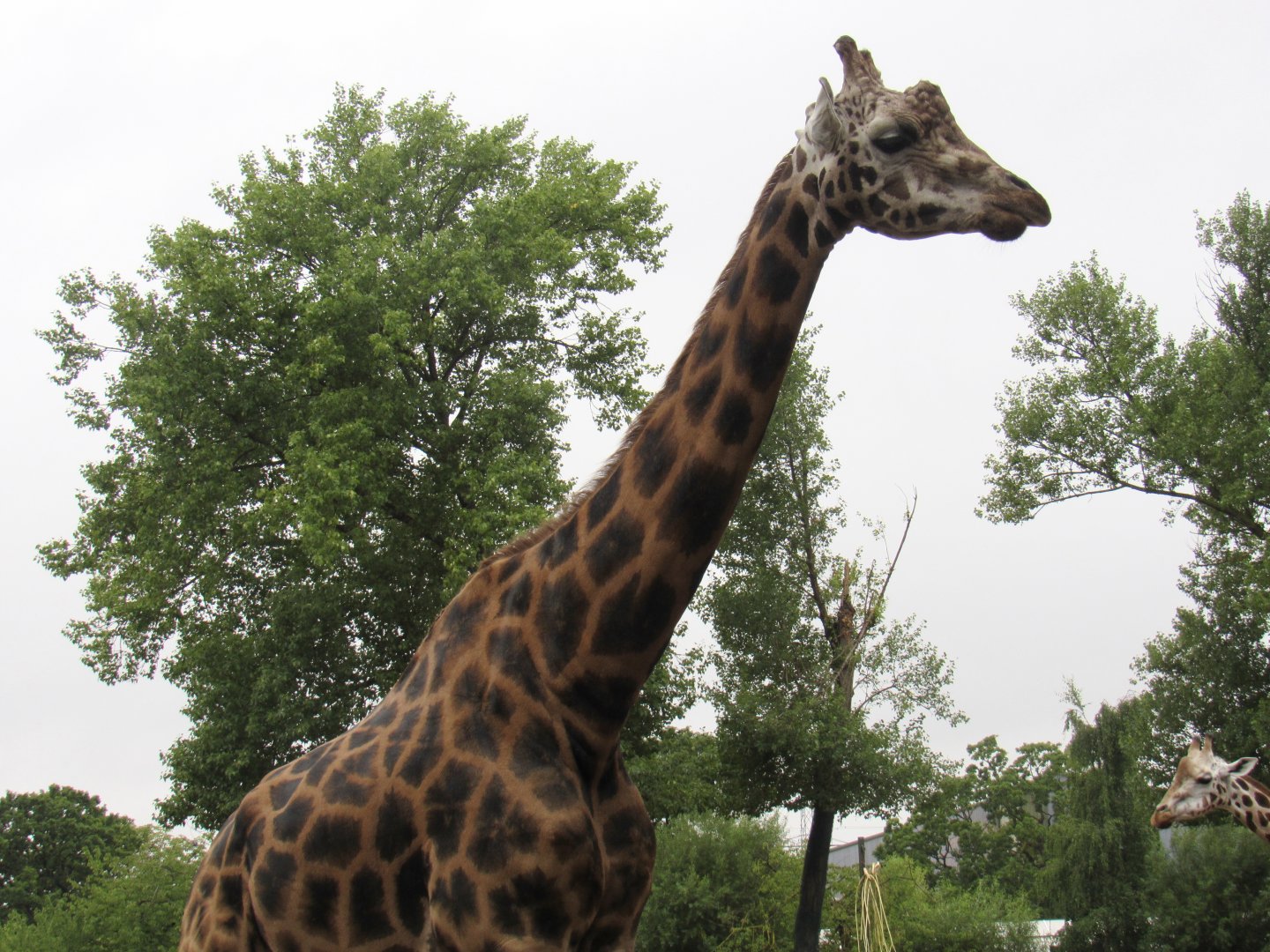 Rothschild’s Giraffe