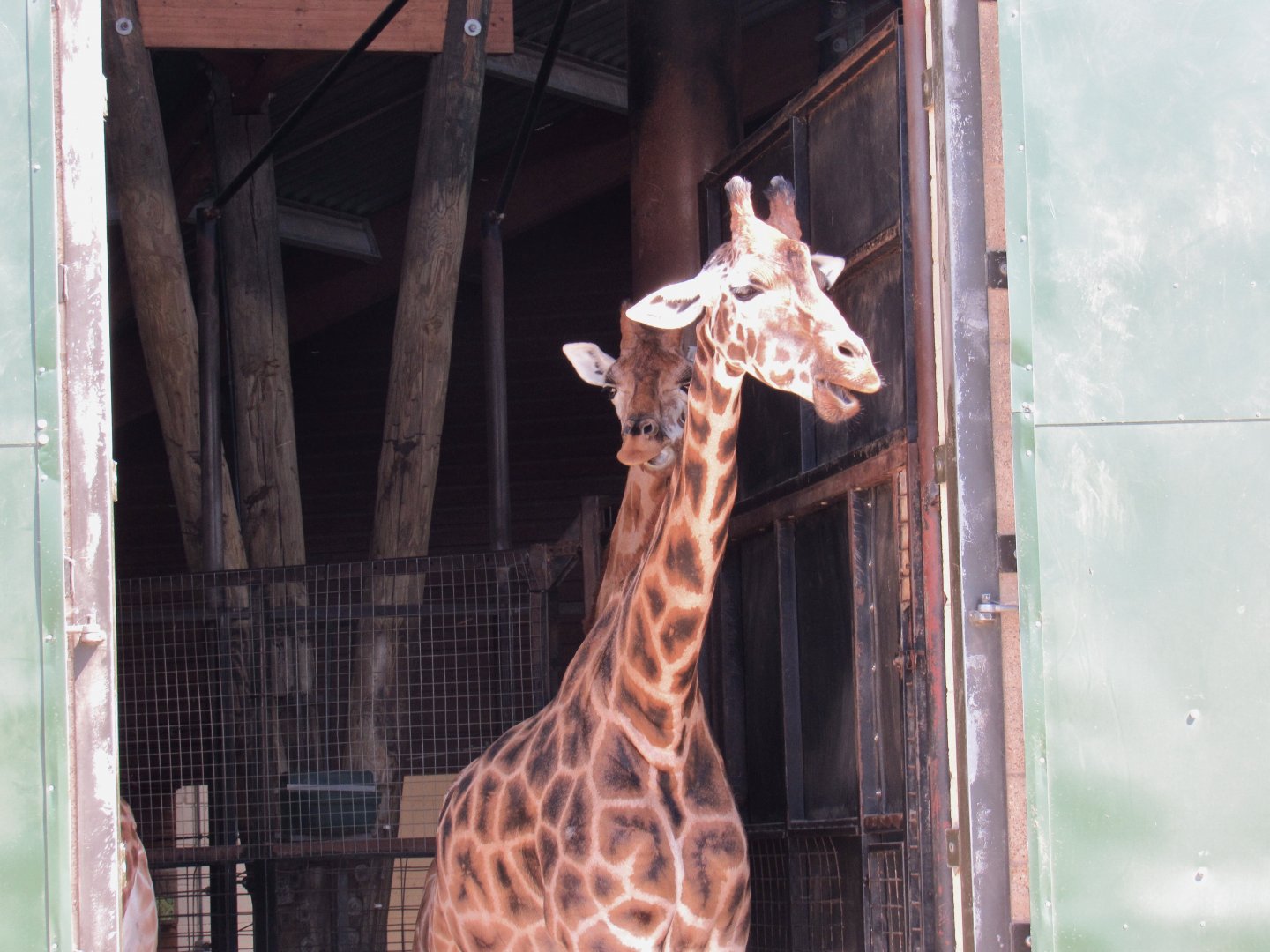 Rothschild’s Giraffe