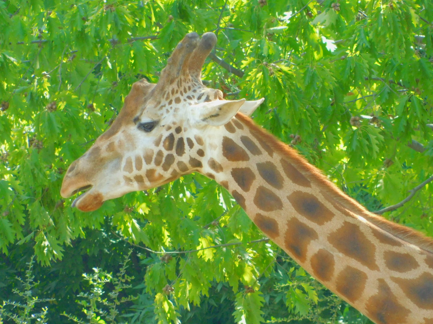 Rothschild's Giraffe